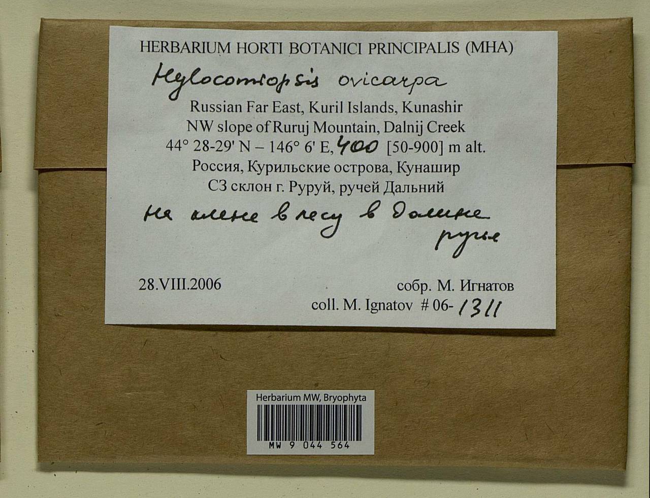 Hylocomiopsis ovicarpa (Besch.) Cardot, Bryophytes, Bryophytes - Russian Far East (excl. Chukotka & Kamchatka) (B20) (Russia)