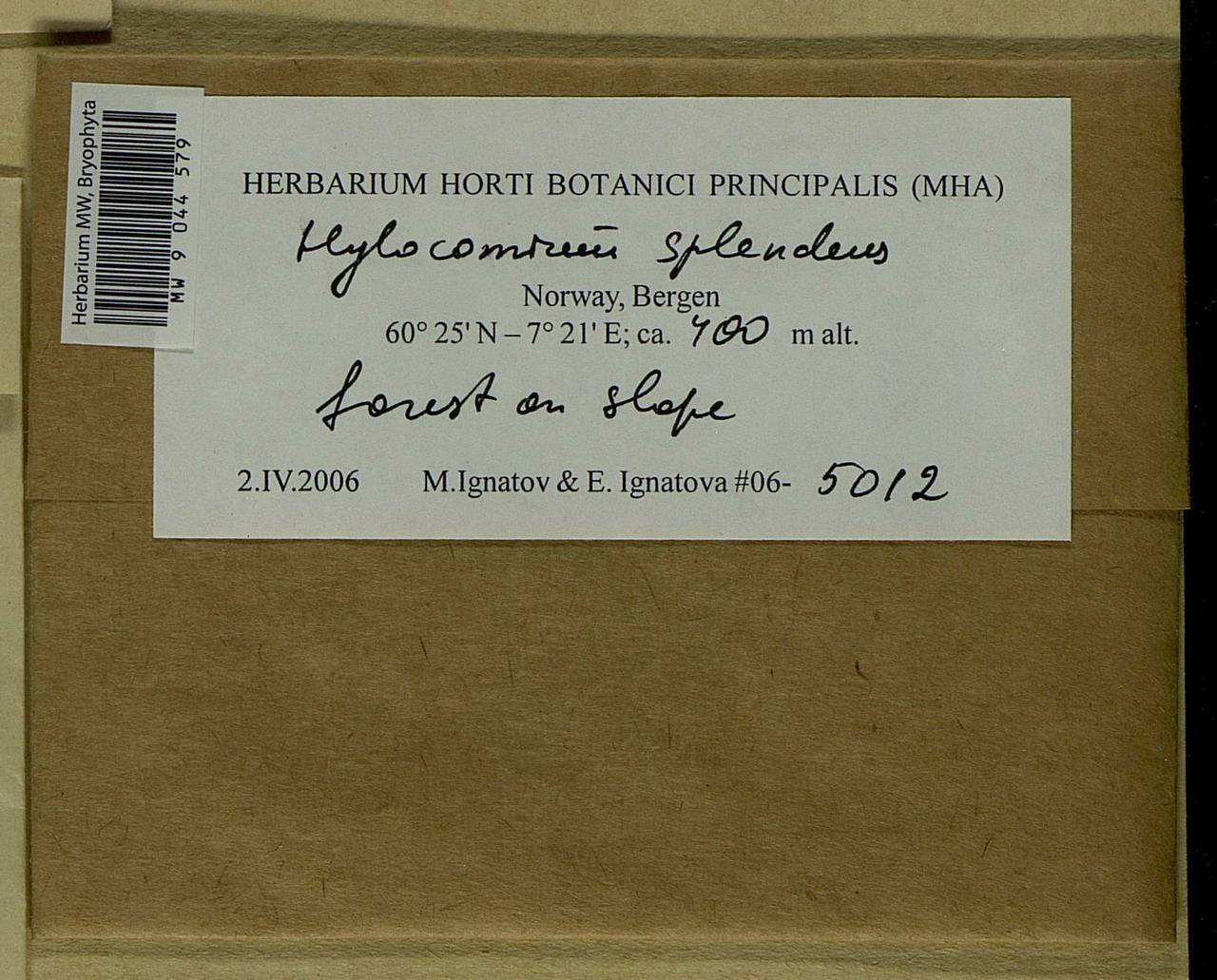 Hylocomium splendens (Hedw.) Schimp., Bryophytes, Bryophytes - Western Europe (BEu) (Norway)