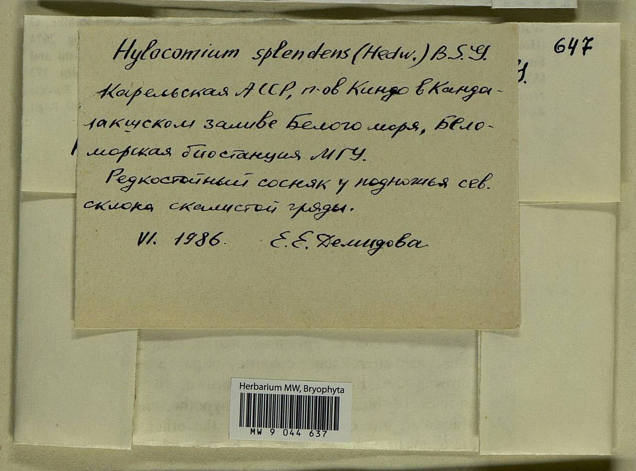 Hylocomium splendens (Hedw.) Schimp., Bryophytes, Bryophytes - Karelia, Leningrad & Murmansk Oblasts (B4) (Russia)