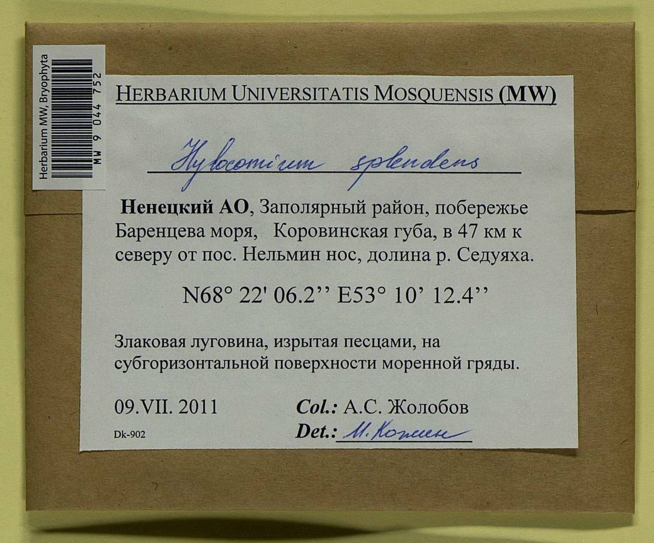 Hylocomium splendens (Hedw.) Schimp., Bryophytes, Bryophytes - European North East (B7) (Russia)