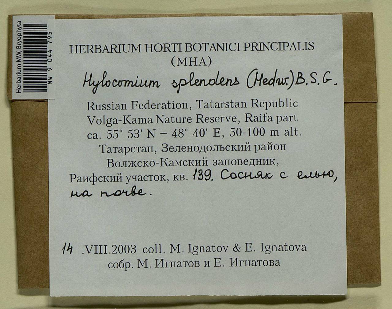 Hylocomium splendens (Hedw.) Schimp., Bryophytes, Bryophytes - Middle Volga (B9) (Russia)