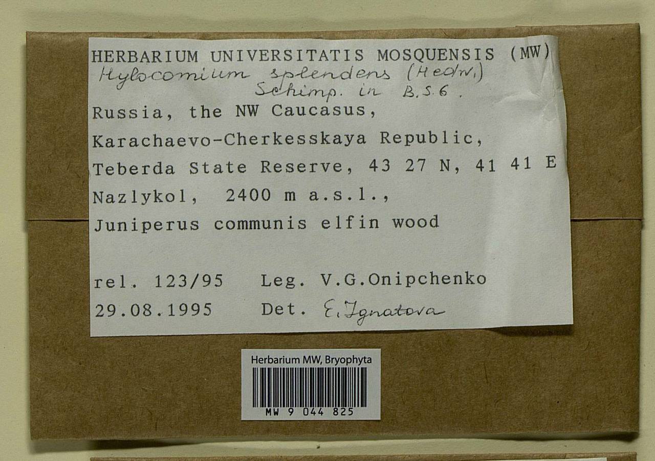 Hylocomium splendens (Hedw.) Schimp., Bryophytes, Bryophytes - North Caucasus & Ciscaucasia (B12) (Russia)