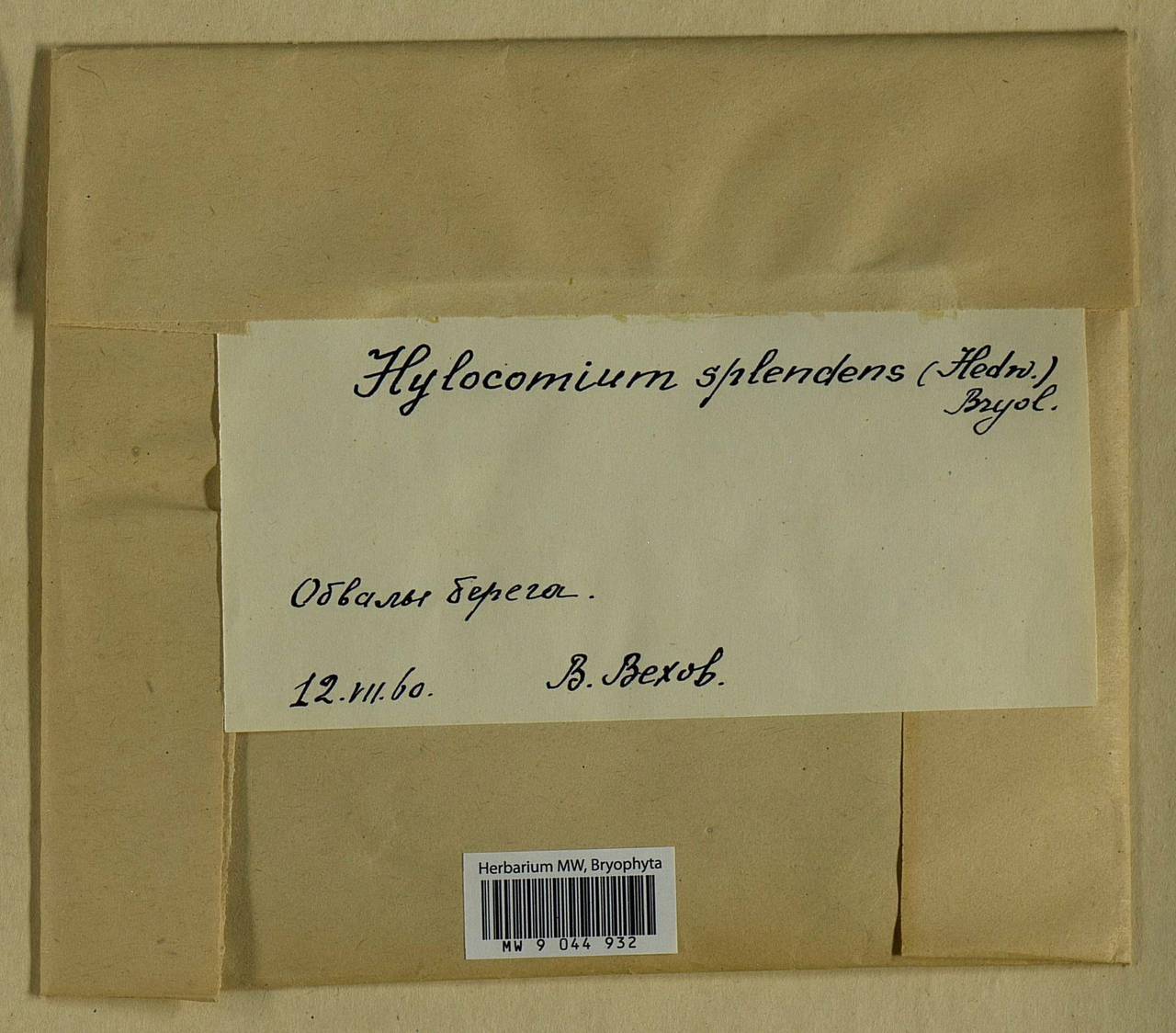 Hylocomium splendens (Hedw.) Schimp., Bryophytes, Bryophytes - Yakutia (B19) (Russia)