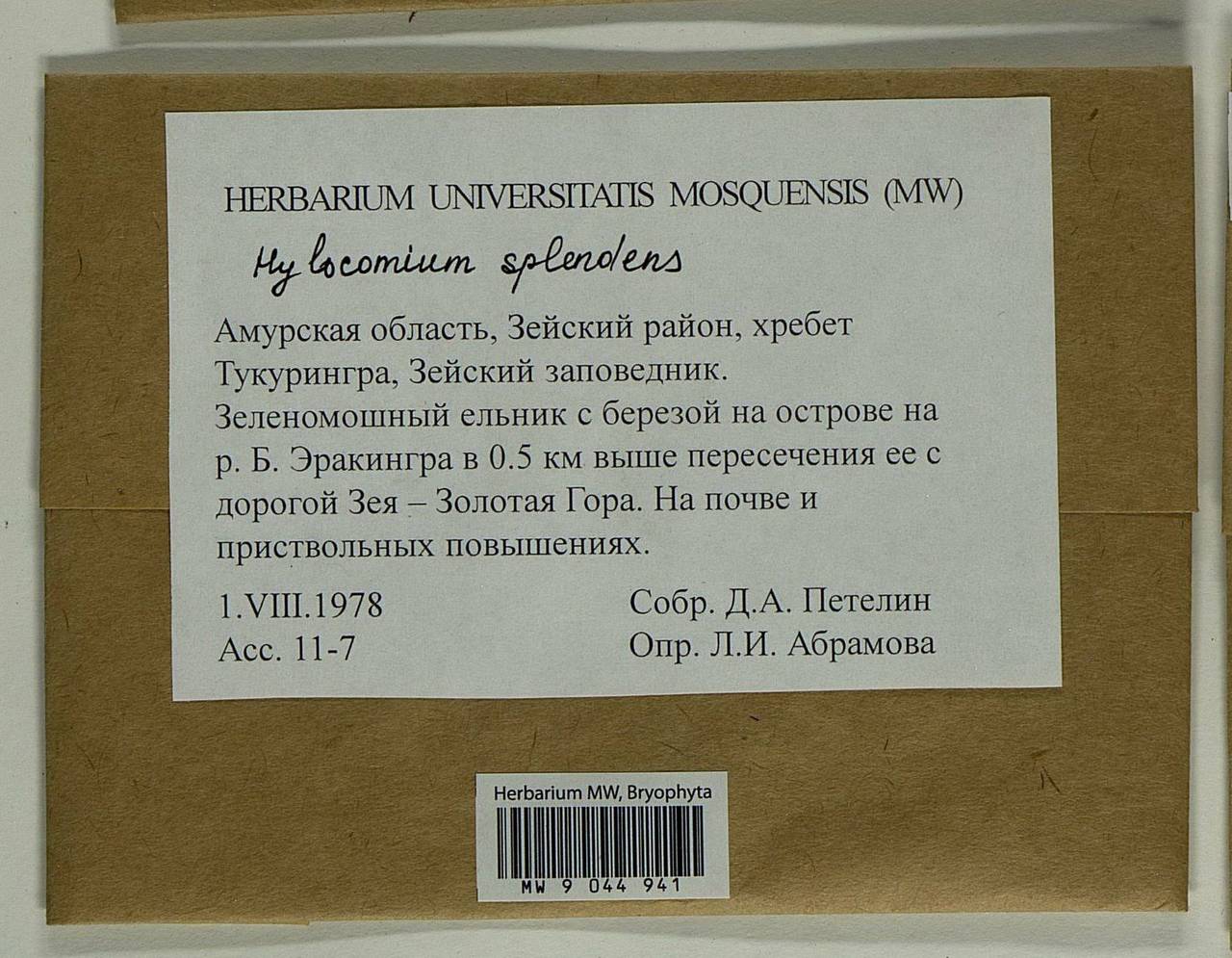 Hylocomium splendens (Hedw.) Schimp., Bryophytes, Bryophytes - Russian Far East (excl. Chukotka & Kamchatka) (B20) (Russia)