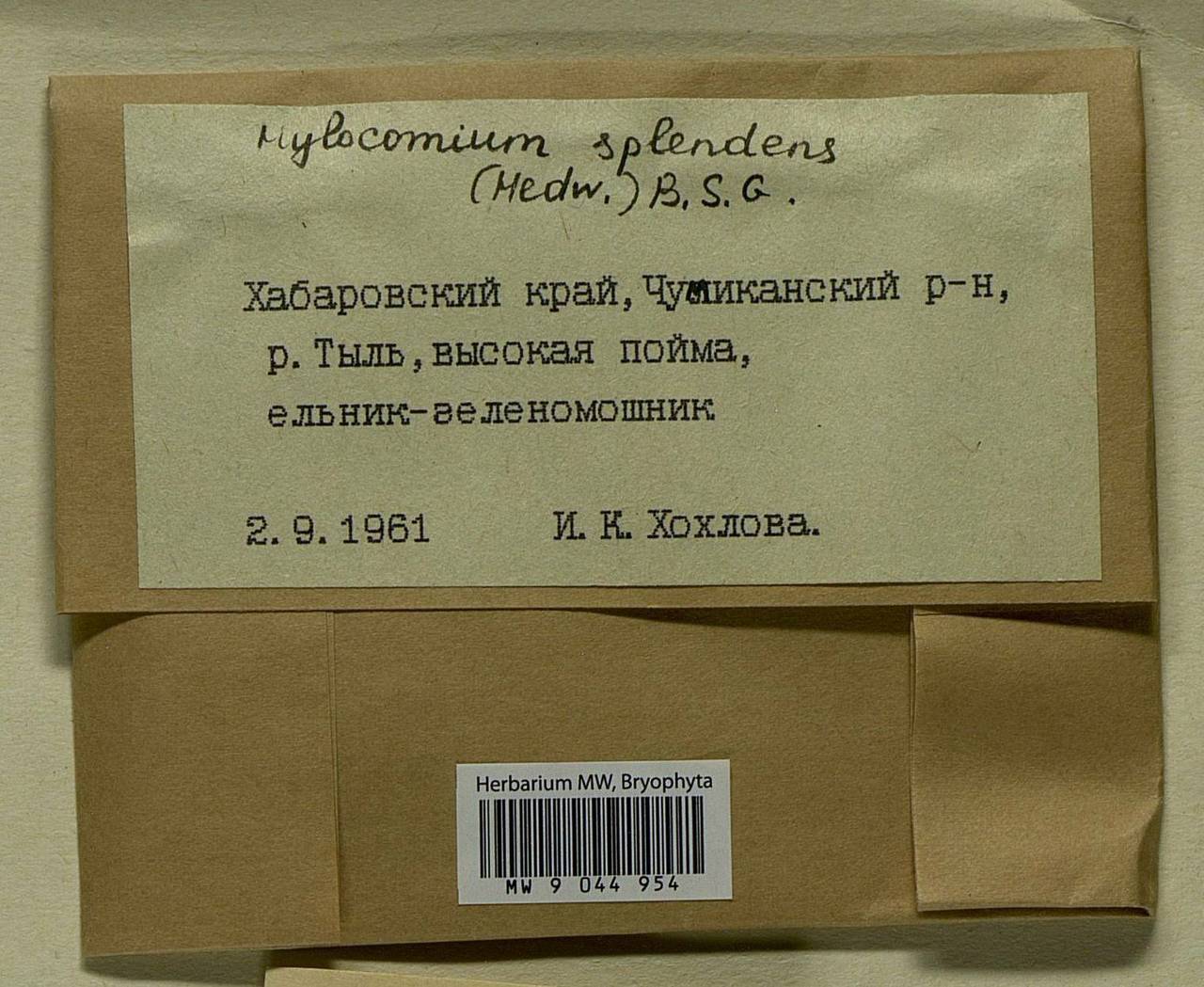 Hylocomium splendens (Hedw.) Schimp., Bryophytes, Bryophytes - Russian Far East (excl. Chukotka & Kamchatka) (B20) (Russia)