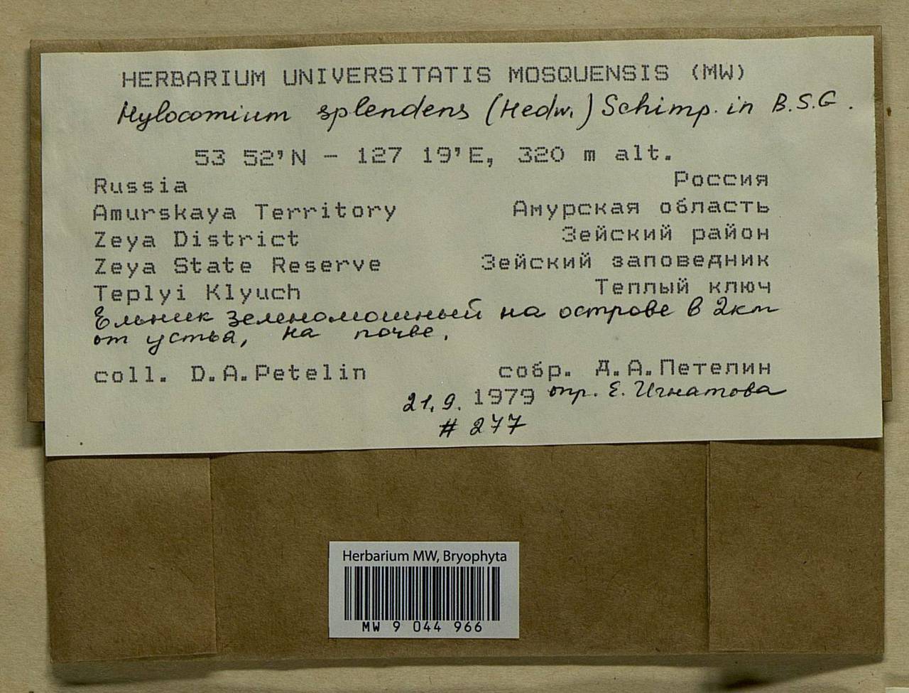 Hylocomium splendens (Hedw.) Schimp., Bryophytes, Bryophytes - Russian Far East (excl. Chukotka & Kamchatka) (B20) (Russia)