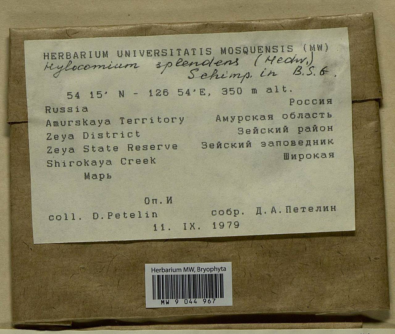 Hylocomium splendens (Hedw.) Schimp., Bryophytes, Bryophytes - Russian Far East (excl. Chukotka & Kamchatka) (B20) (Russia)