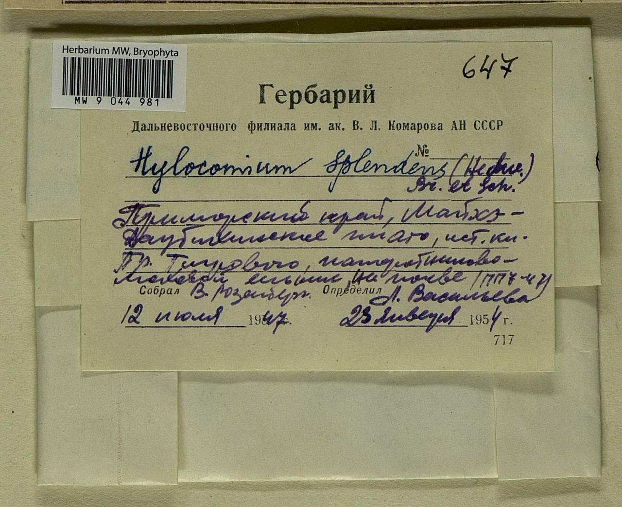 Hylocomium splendens (Hedw.) Schimp., Bryophytes, Bryophytes - Russian Far East (excl. Chukotka & Kamchatka) (B20) (Russia)