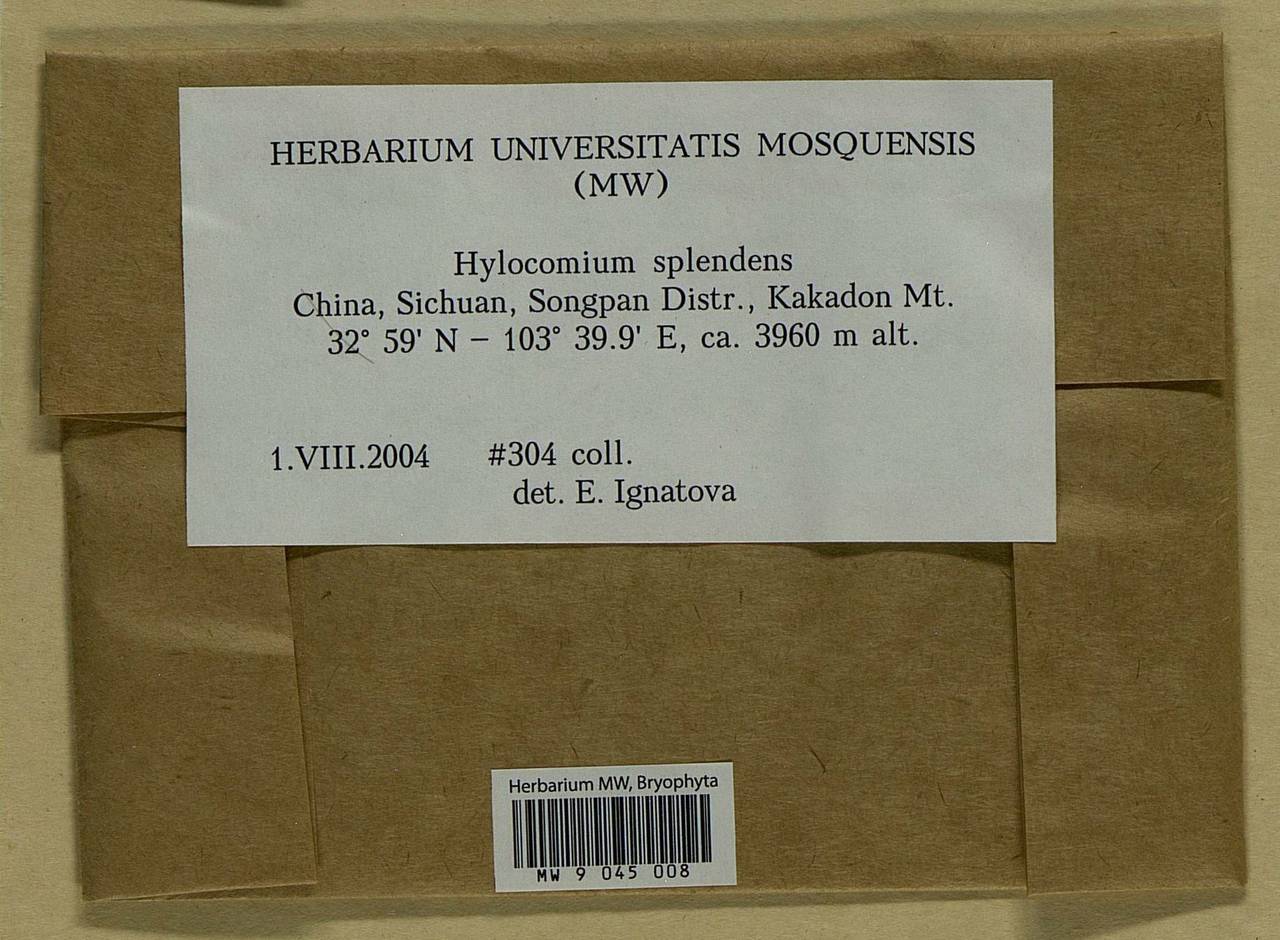 Hylocomium splendens (Hedw.) Schimp., Bryophytes, Bryophytes - Asia (outside ex-Soviet states) (BAs) (China)