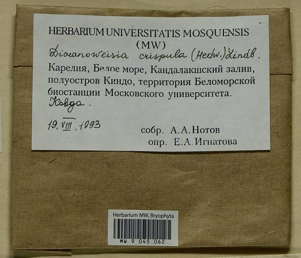 Hymenoloma crispulum (Hedw.) Ochyra, Bryophytes, Bryophytes - Karelia, Leningrad & Murmansk Oblasts (B4) (Russia)