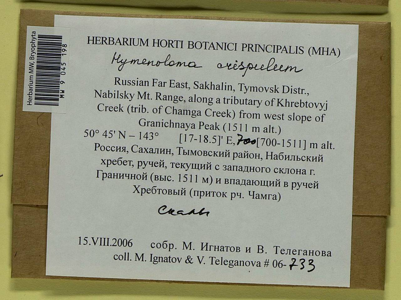 Hymenoloma crispulum (Hedw.) Ochyra, Bryophytes, Bryophytes - Russian Far East (excl. Chukotka & Kamchatka) (B20) (Russia)