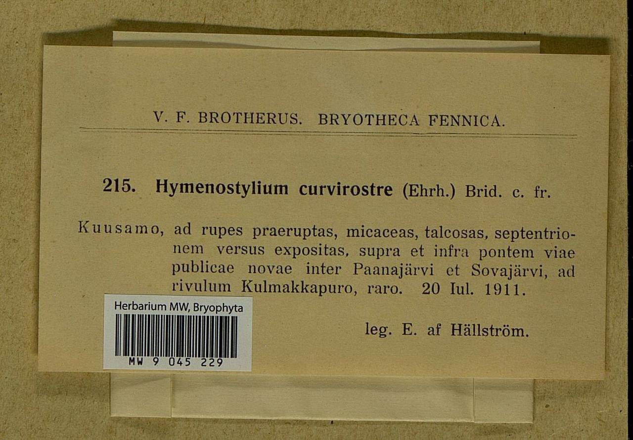 Hymenostylium recurvirostrum (Hedw.) Dixon, Bryophytes, Bryophytes - Karelia, Leningrad & Murmansk Oblasts (B4) (Russia)