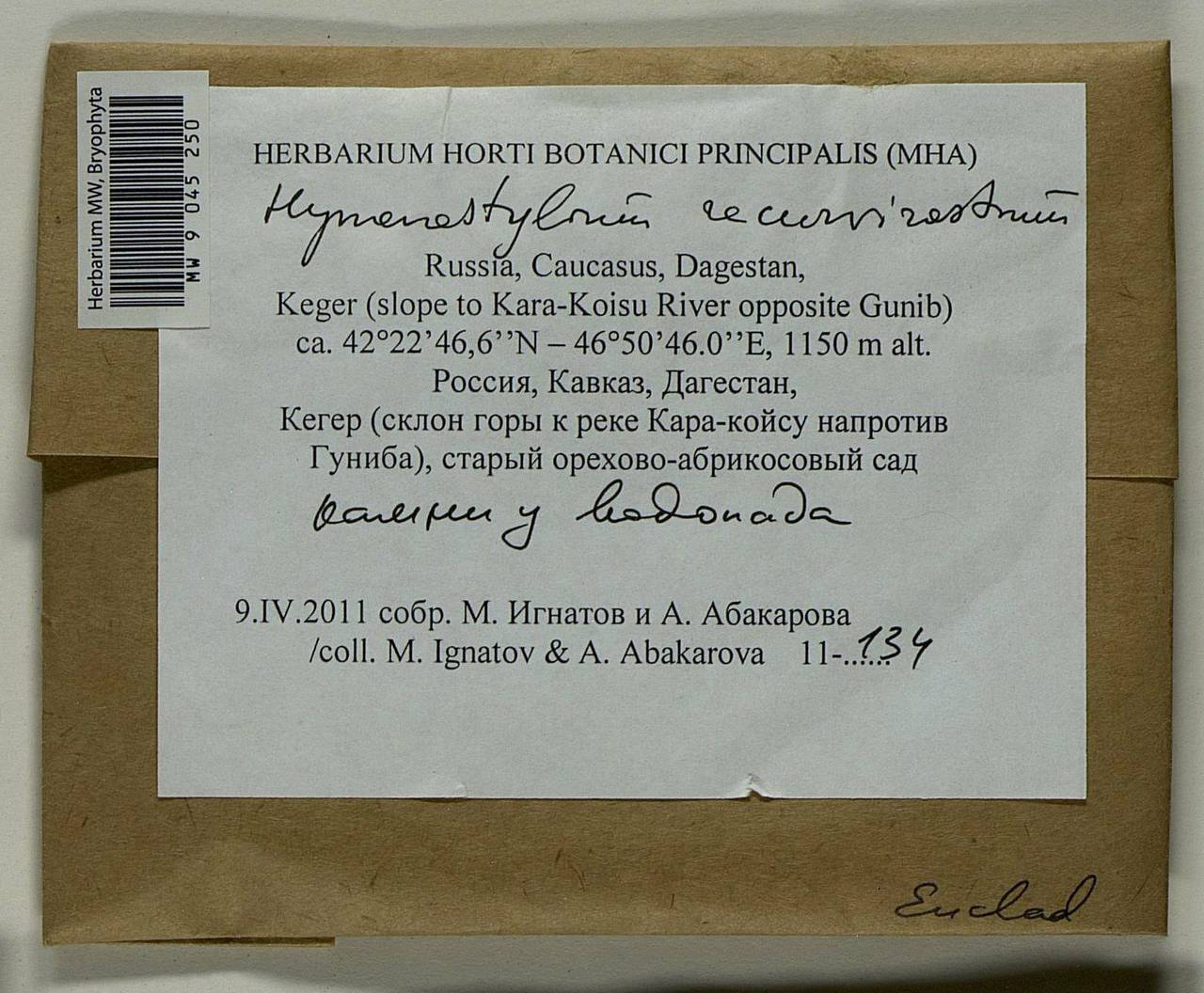 Hymenostylium recurvirostrum (Hedw.) Dixon, Bryophytes, Bryophytes - North Caucasus & Ciscaucasia (B12) (Russia)