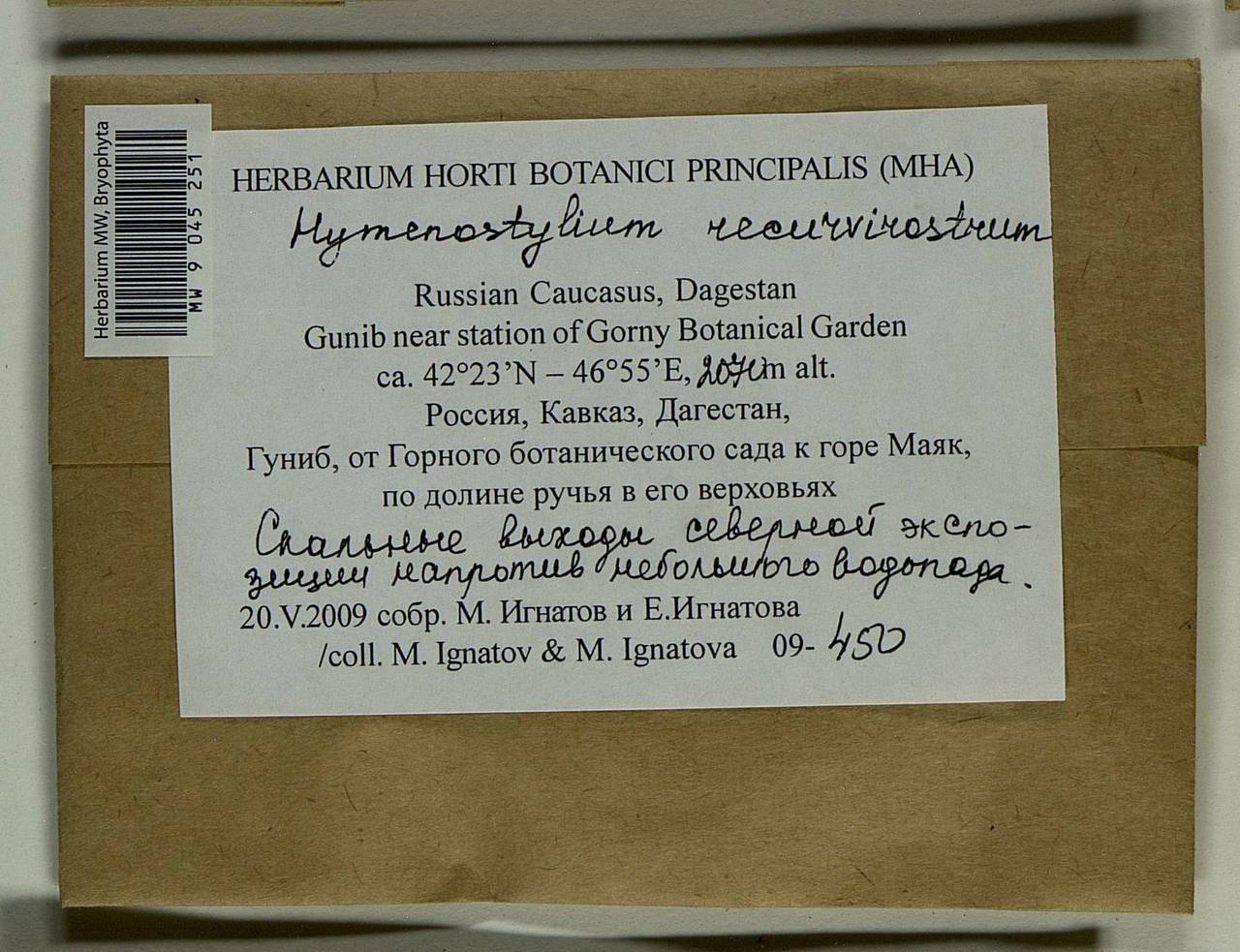 Hymenostylium recurvirostrum (Hedw.) Dixon, Bryophytes, Bryophytes - North Caucasus & Ciscaucasia (B12) (Russia)