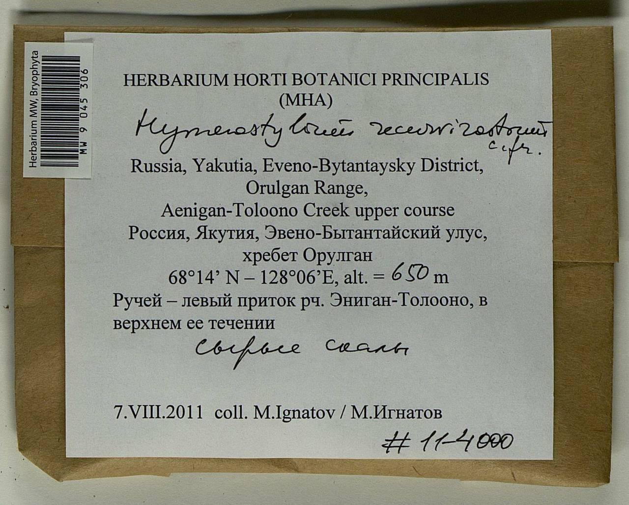 Hymenostylium recurvirostrum (Hedw.) Dixon, Bryophytes, Bryophytes - Yakutia (B19) (Russia)