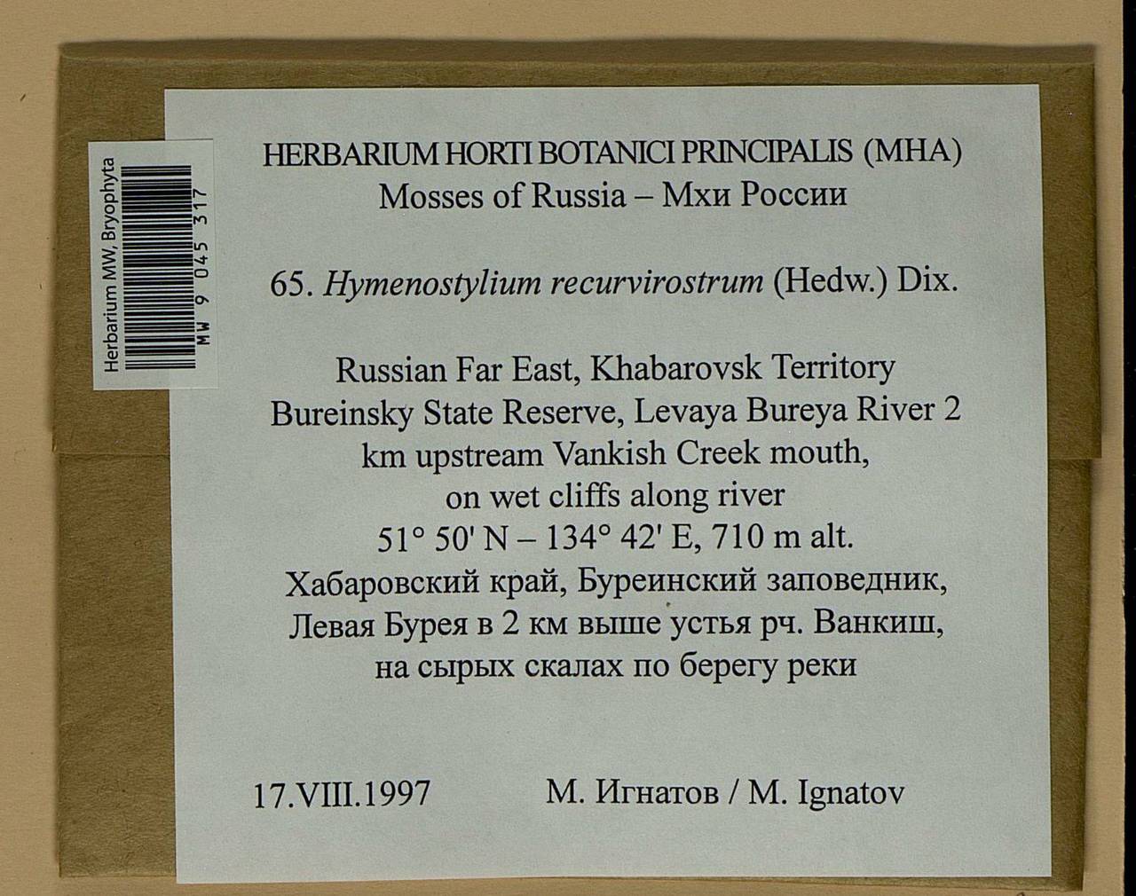 Hymenostylium recurvirostrum (Hedw.) Dixon, Bryophytes, Bryophytes - Russian Far East (excl. Chukotka & Kamchatka) (B20) (Russia)