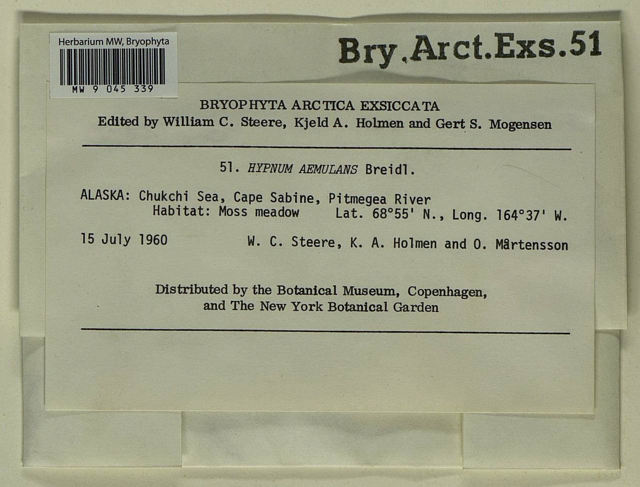 Stereodon aemulans (Breidl.) Broth., Bryophytes, Bryophytes - America (BAm) (United States)