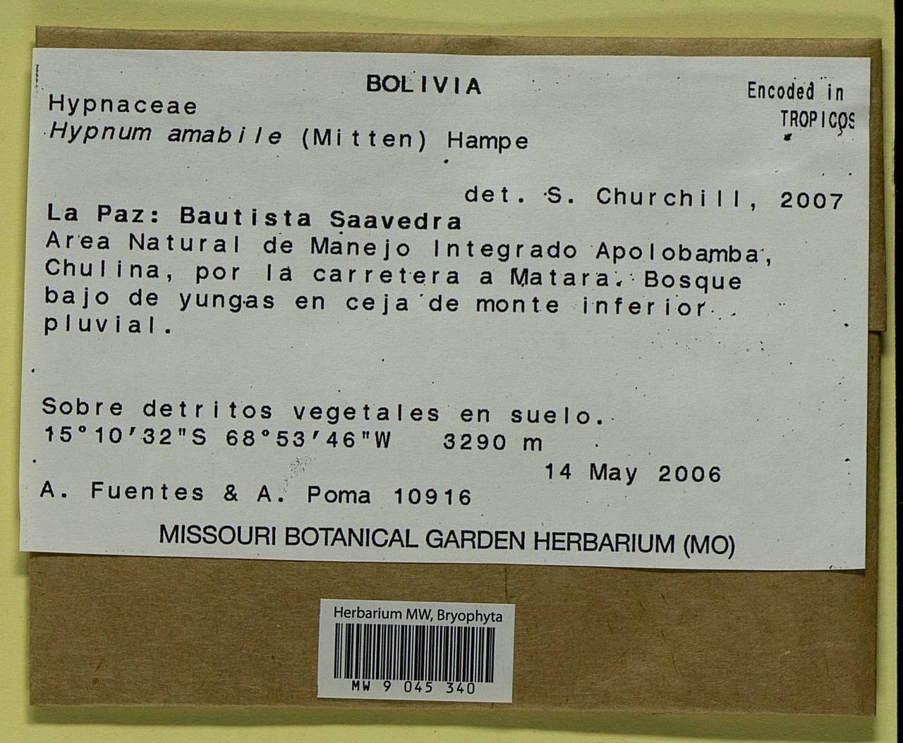 Calohypnum amabile (Mitt.) Jan Kučera & Ignatov, Bryophytes, Bryophytes - America (BAm) (Bolivia)