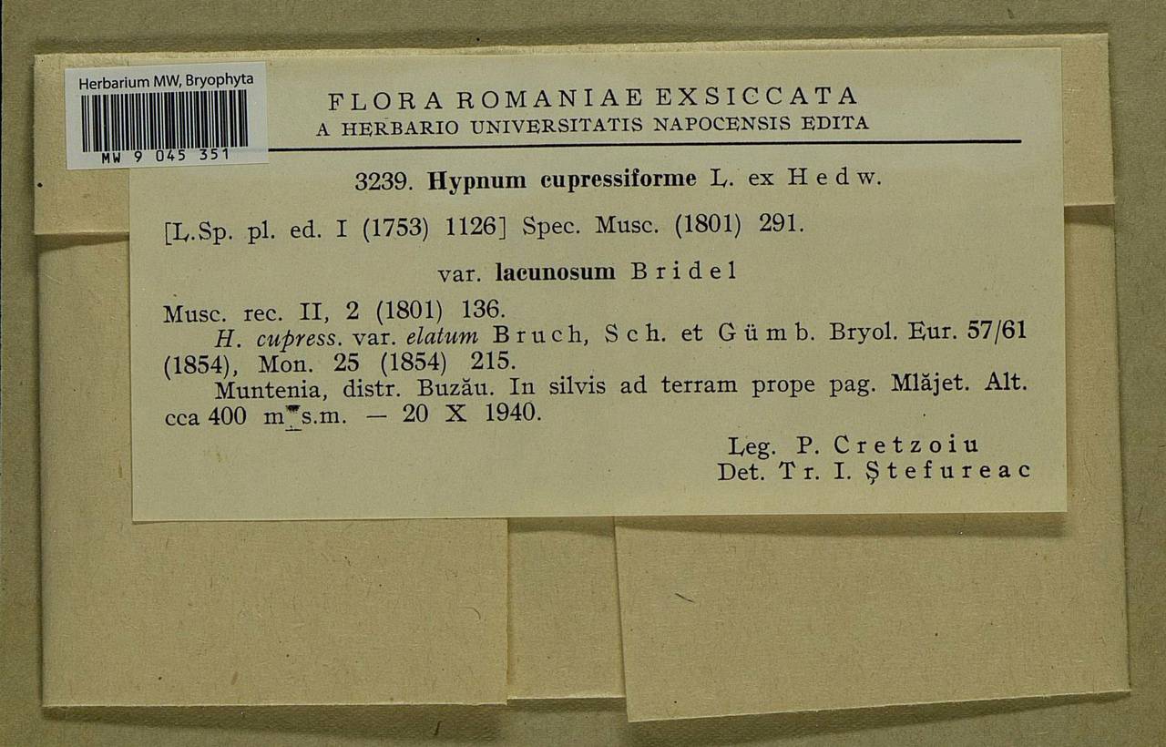 Hypnum cupressiforme Hedw., Bryophytes, Bryophytes - Western Europe (BEu) (Romania)