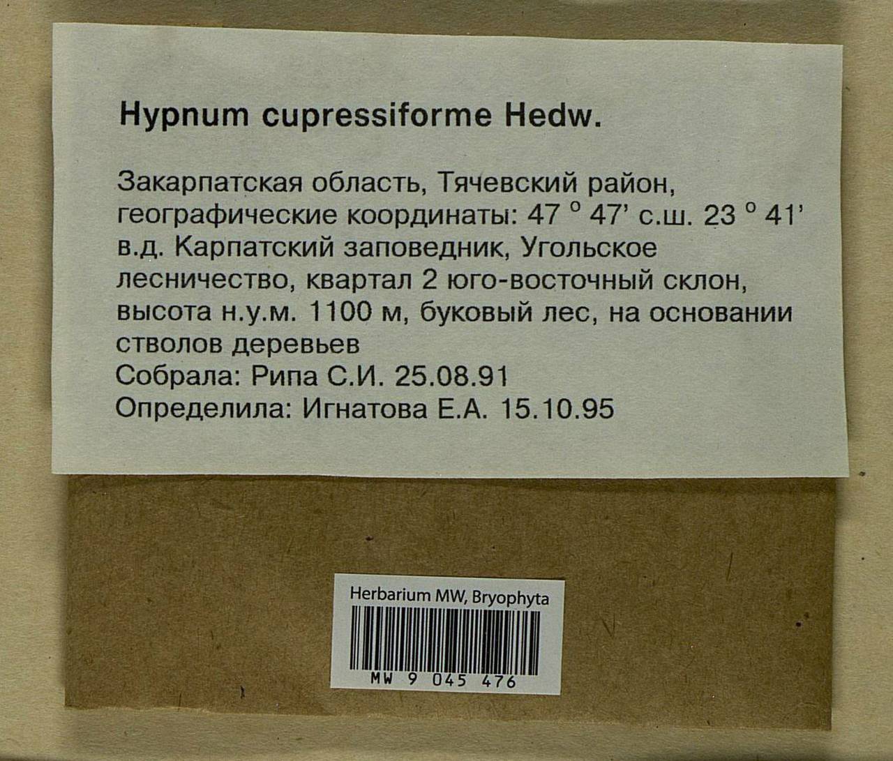 Hypnum cupressiforme Hedw., Bryophytes, Bryophytes - Ukraine & Moldova (B3) (Ukraine)