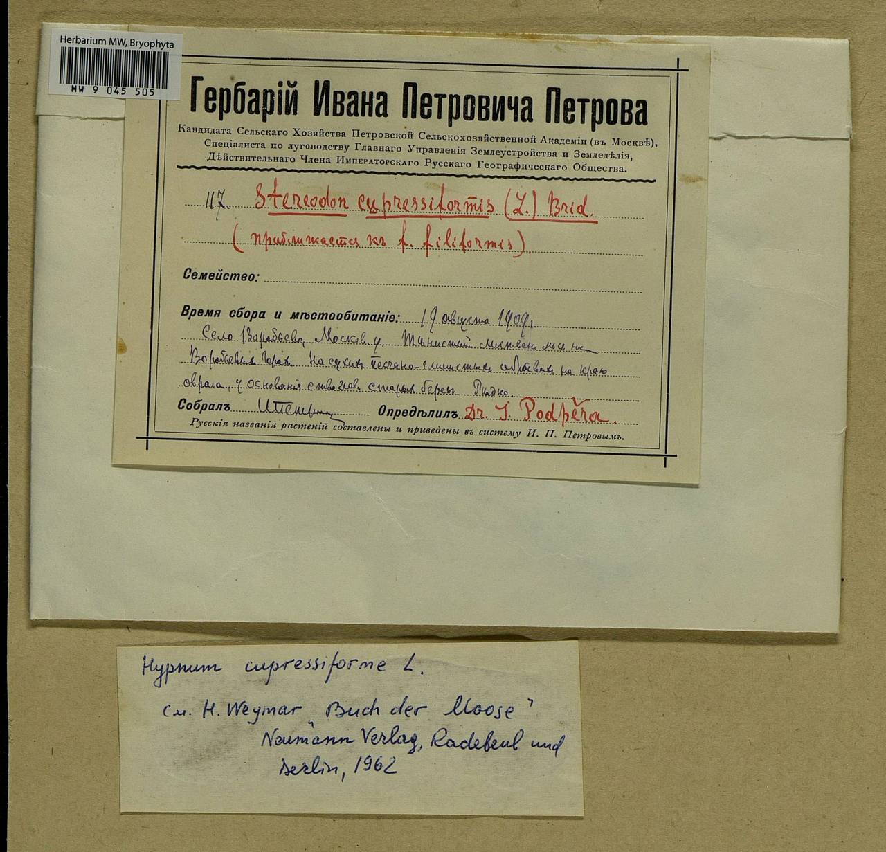 Hypnum cupressiforme Hedw., Bryophytes, Bryophytes - Moscow City & Moscow Oblast (B6a) (Russia)