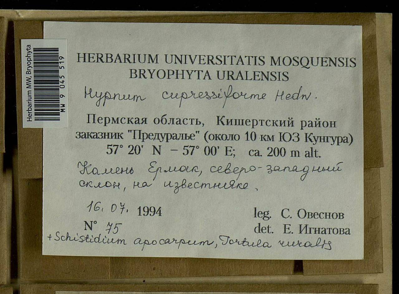 Hypnum cupressiforme Hedw., Bryophytes, Bryophytes - Permsky Krai, Udmurt Republic, Sverdlovsk & Kirov Oblasts (B8) (Russia)
