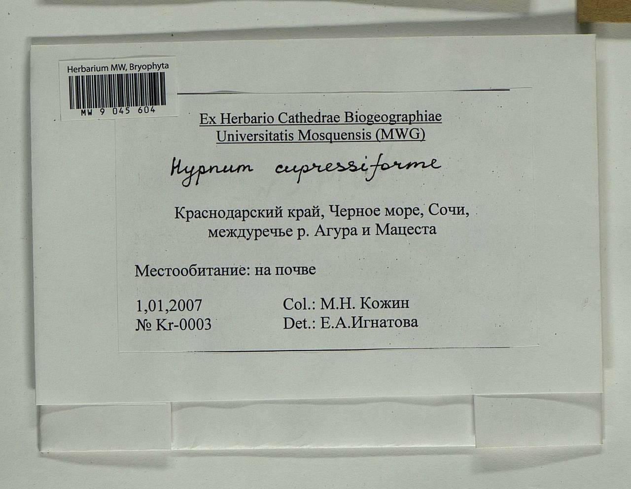 Hypnum cupressiforme Hedw., Bryophytes, Bryophytes - North Caucasus & Ciscaucasia (B12) (Russia)