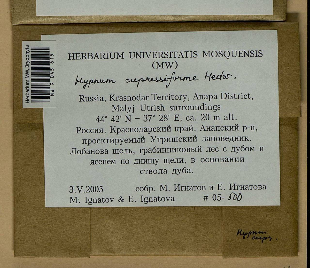 Hypnum cupressiforme Hedw., Bryophytes, Bryophytes - North Caucasus & Ciscaucasia (B12) (Russia)