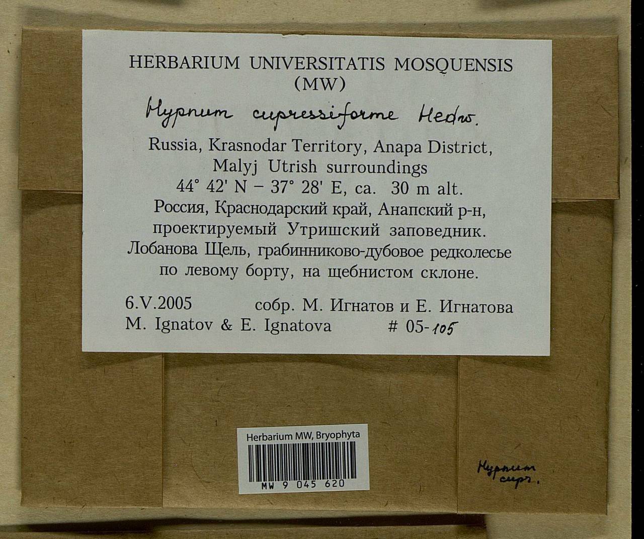 Hypnum cupressiforme Hedw., Bryophytes, Bryophytes - North Caucasus & Ciscaucasia (B12) (Russia)