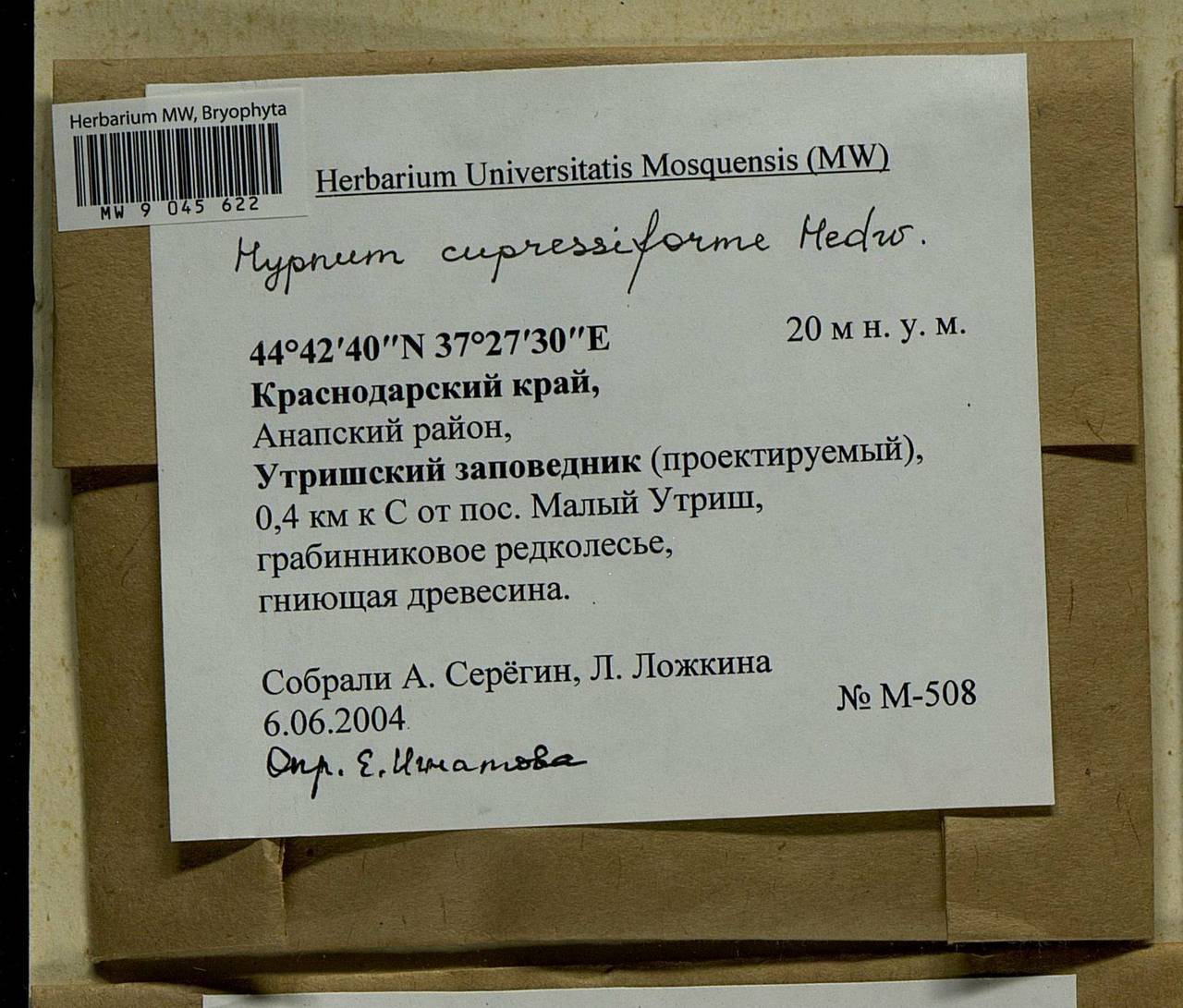 Hypnum cupressiforme Hedw., Bryophytes, Bryophytes - North Caucasus & Ciscaucasia (B12) (Russia)