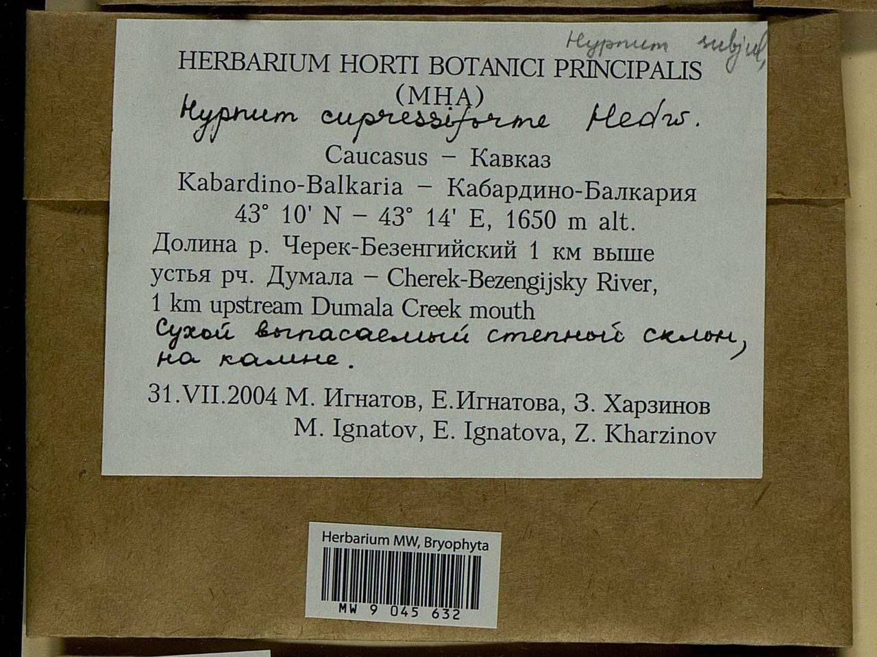 Hypnum cupressiforme Hedw., Bryophytes, Bryophytes - North Caucasus & Ciscaucasia (B12) (Russia)