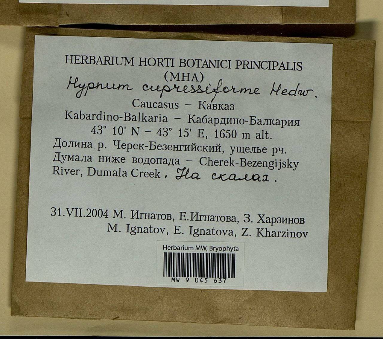 Hypnum cupressiforme Hedw., Bryophytes, Bryophytes - North Caucasus & Ciscaucasia (B12) (Russia)