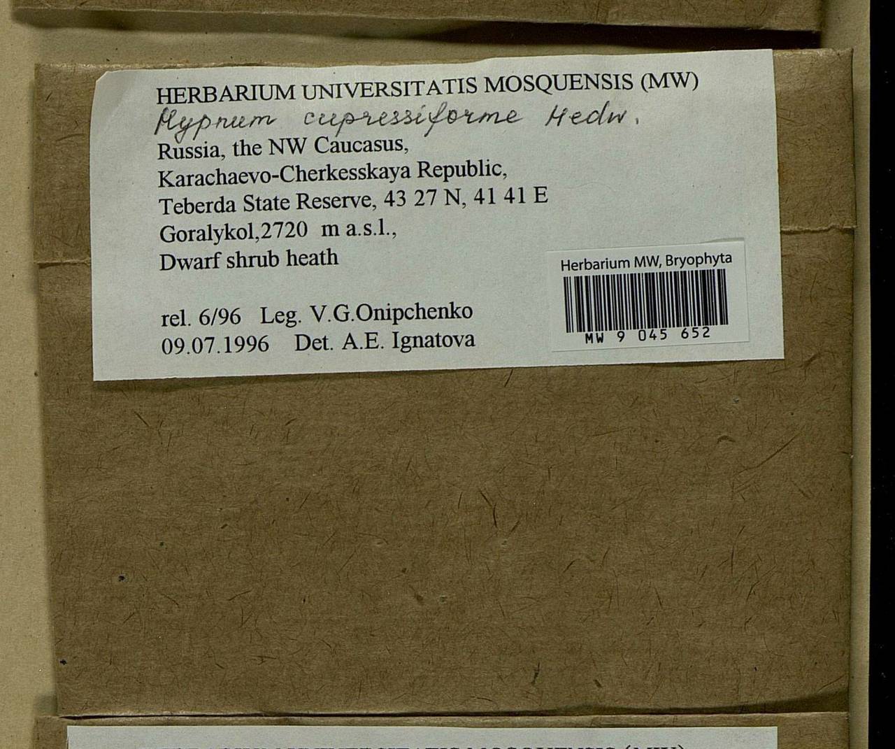 Hypnum cupressiforme Hedw., Bryophytes, Bryophytes - North Caucasus & Ciscaucasia (B12) (Russia)