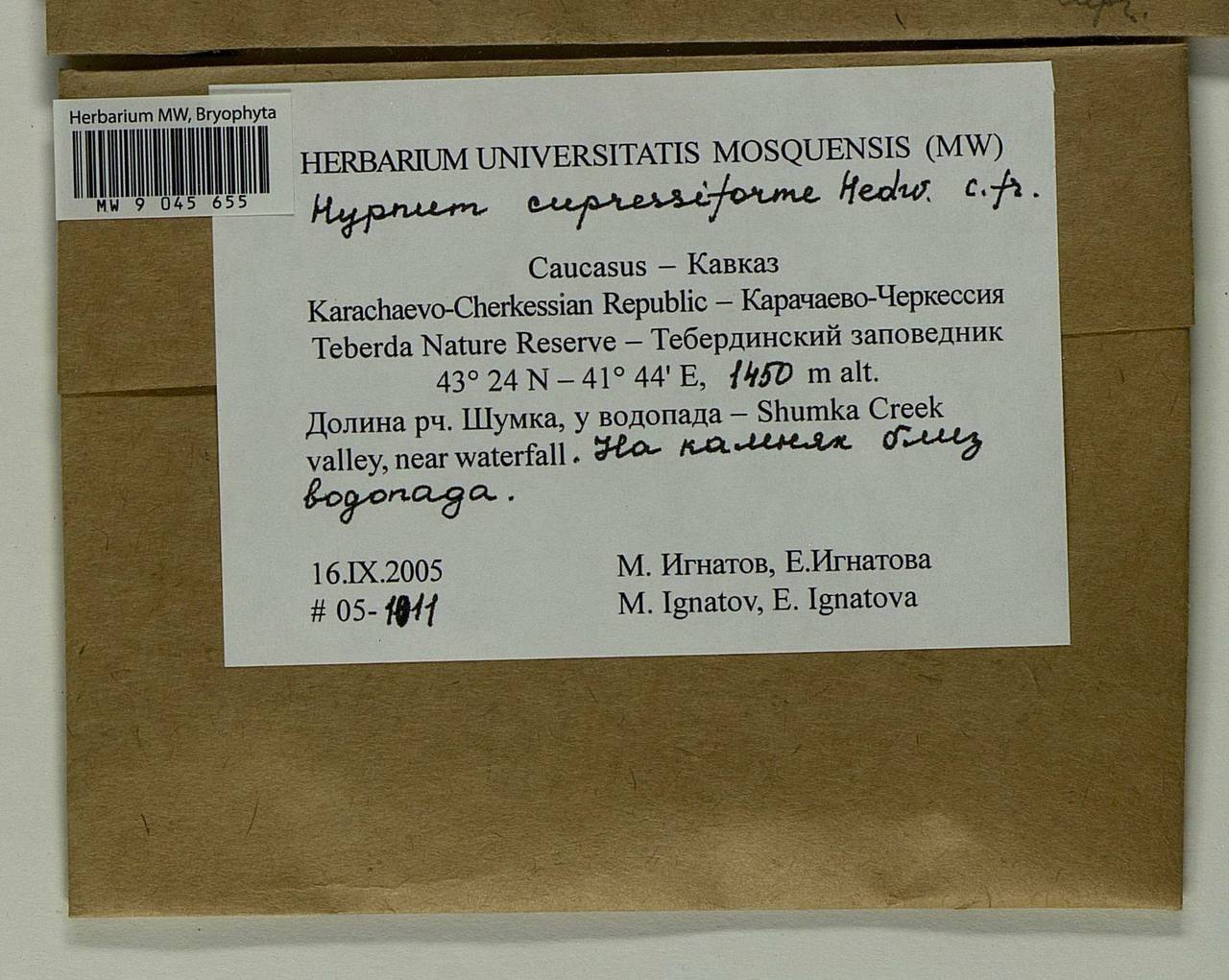 Hypnum cupressiforme Hedw., Bryophytes, Bryophytes - North Caucasus & Ciscaucasia (B12) (Russia)