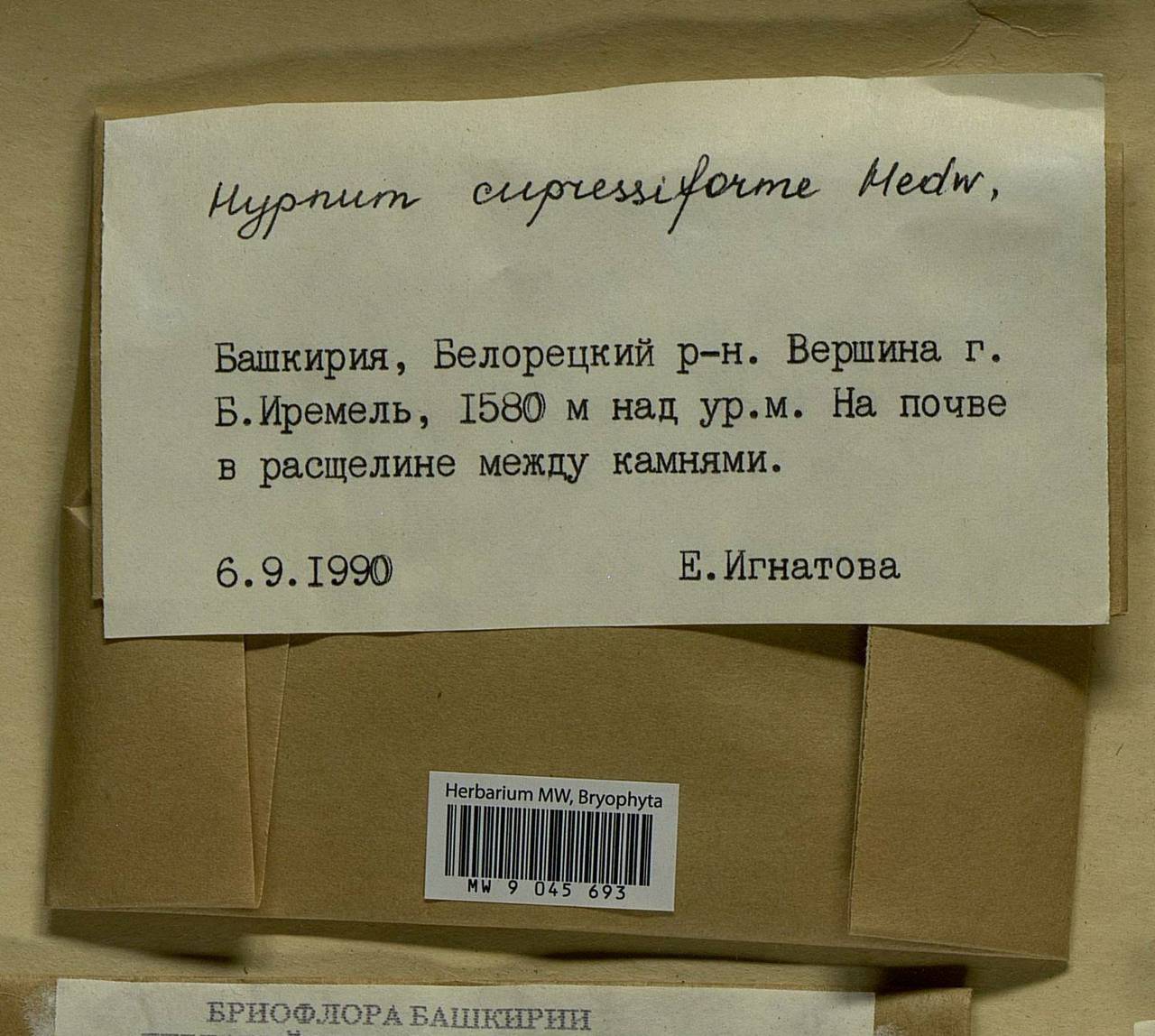 Hypnum cupressiforme Hedw., Bryophytes, Bryophytes - South Urals (B14) (Russia)