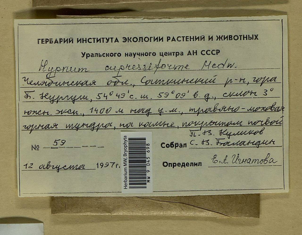 Hypnum cupressiforme Hedw., Bryophytes, Bryophytes - South Urals (B14) (Russia)