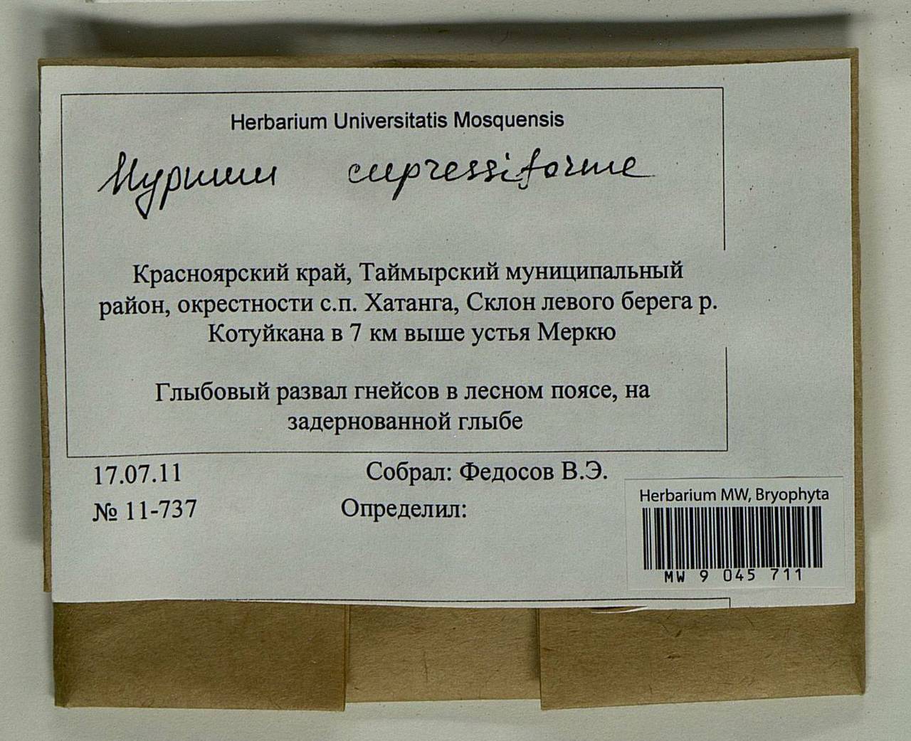 Hypnum cupressiforme Hedw., Bryophytes, Bryophytes - Krasnoyarsk Krai, Tyva & Khakassia (B17) (Russia)