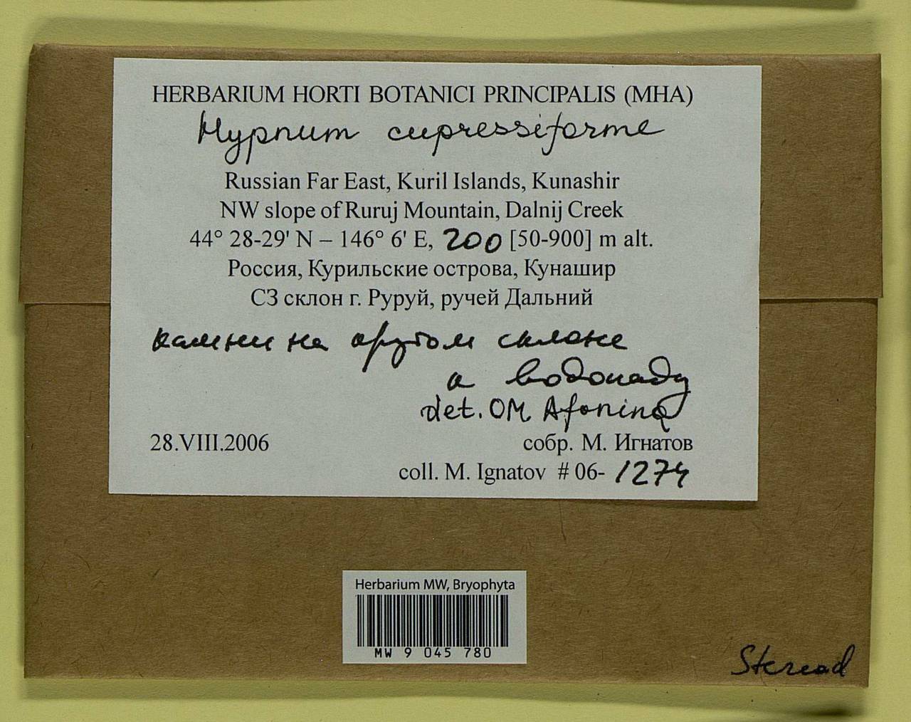 Hypnum cupressiforme Hedw., Bryophytes, Bryophytes - Russian Far East (excl. Chukotka & Kamchatka) (B20) (Russia)