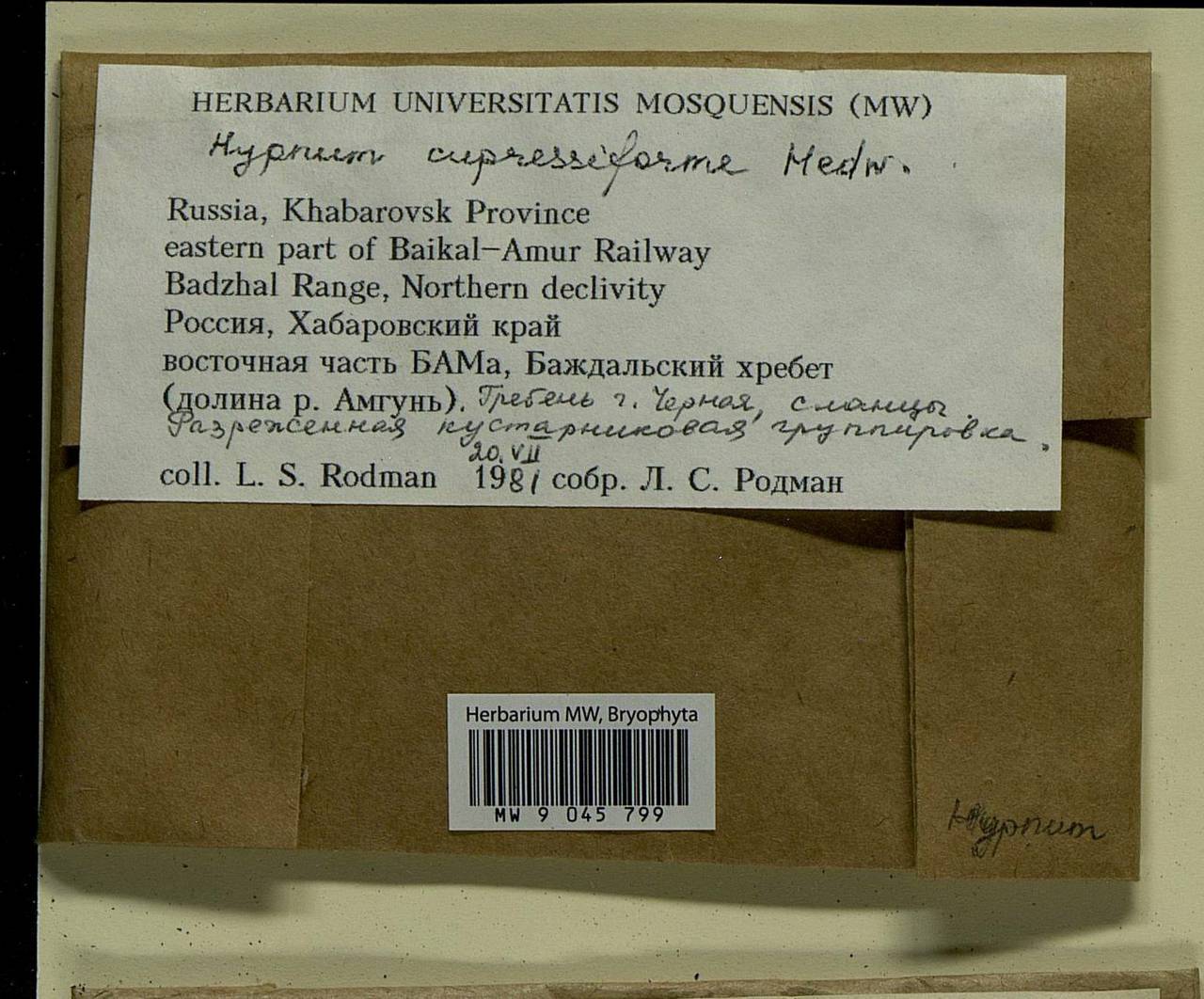 Hypnum cupressiforme Hedw., Bryophytes, Bryophytes - Russian Far East (excl. Chukotka & Kamchatka) (B20) (Russia)