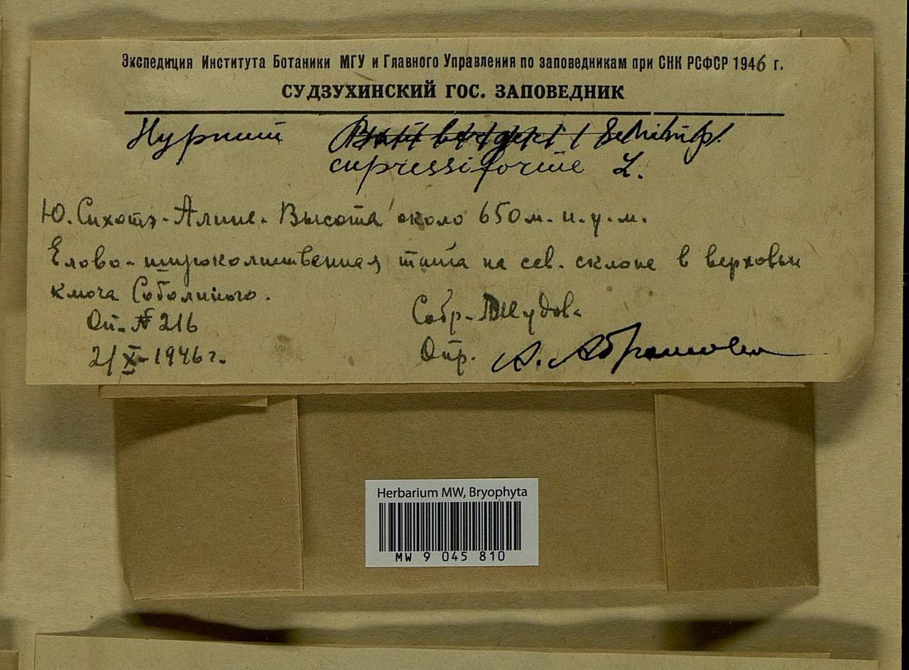 Hypnum cupressiforme Hedw., Bryophytes, Bryophytes - Russian Far East (excl. Chukotka & Kamchatka) (B20) (Russia)