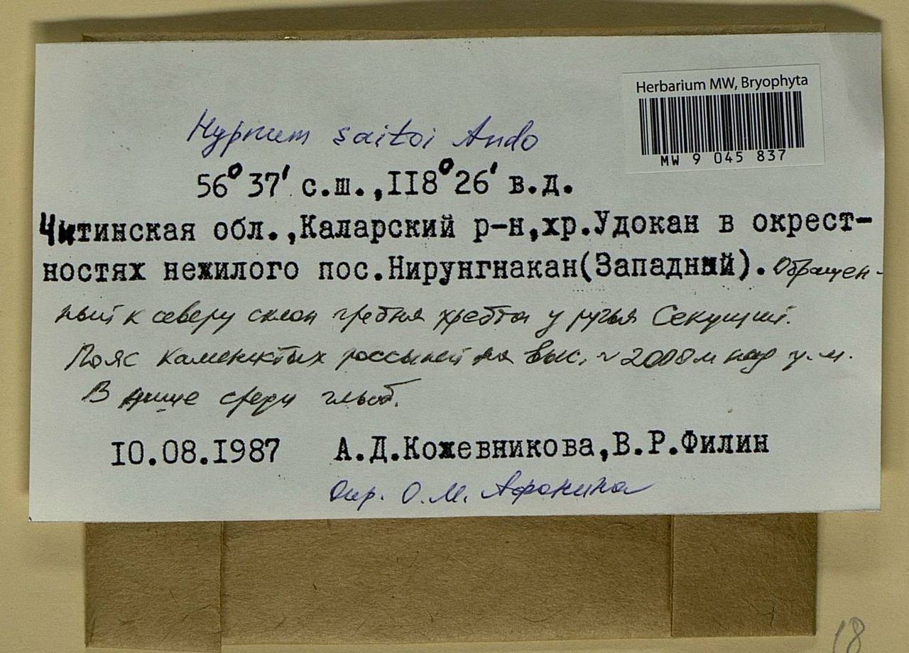 Hypnum saitoi Ando, Bryophytes, Bryophytes - Baikal & Transbaikal regions (B18) (Russia)