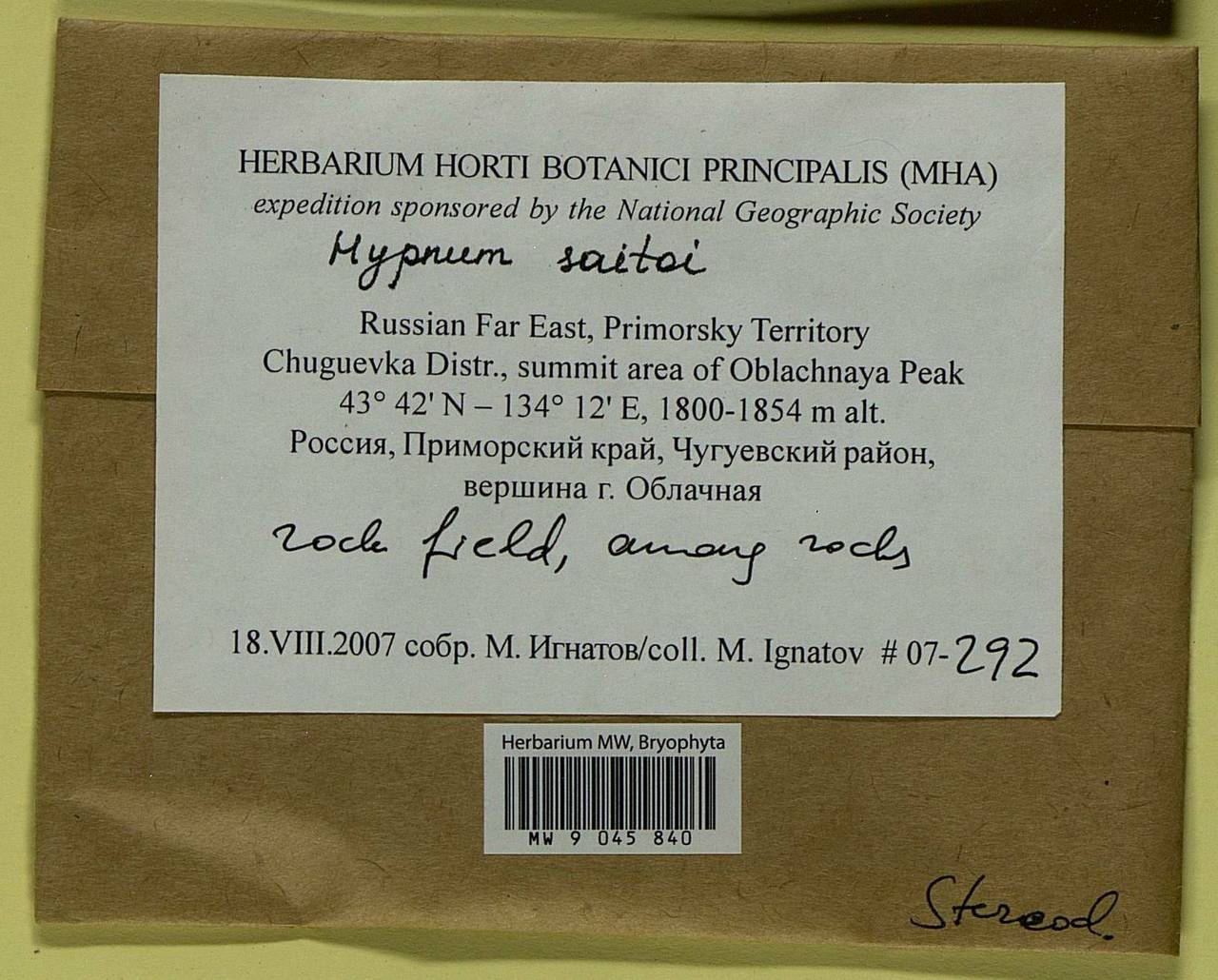 Hypnum saitoi Ando, Bryophytes, Bryophytes - Russian Far East (excl. Chukotka & Kamchatka) (B20) (Russia)