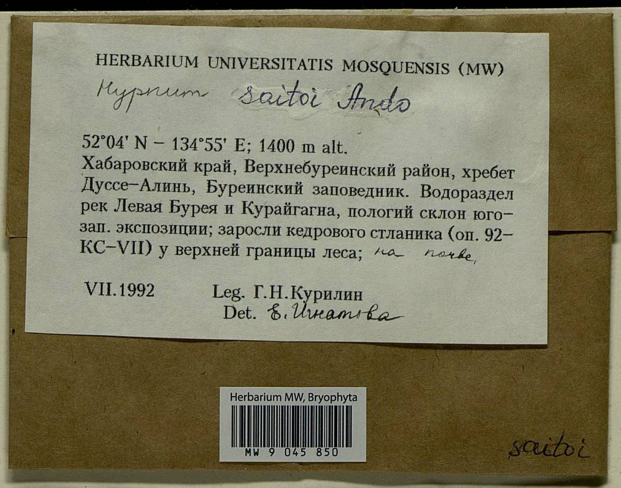 Hypnum saitoi Ando, Bryophytes, Bryophytes - Russian Far East (excl. Chukotka & Kamchatka) (B20) (Russia)