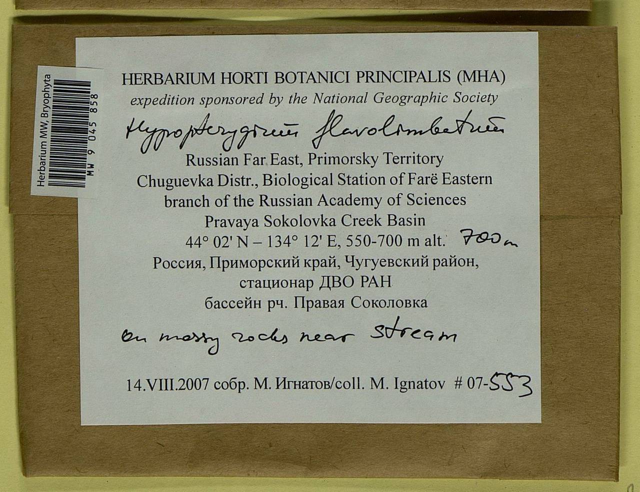 Hypopterygium flavolimbatum Müll. Hal., Bryophytes, Bryophytes - Russian Far East (excl. Chukotka & Kamchatka) (B20) (Russia)