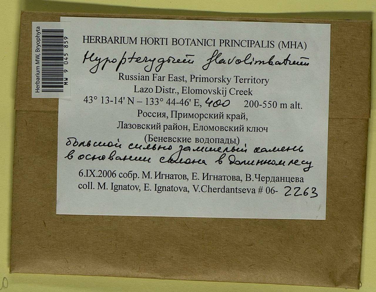 Hypopterygium flavolimbatum Müll. Hal., Bryophytes, Bryophytes - Russian Far East (excl. Chukotka & Kamchatka) (B20) (Russia)