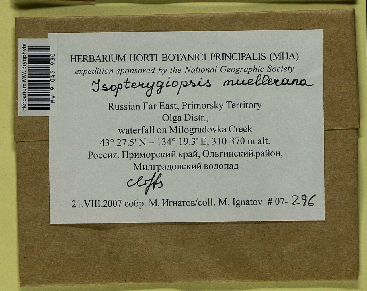 Isopterygiopsis catagonioides (Broth.) Ignatov & Ignatova, Bryophytes, Bryophytes - Russian Far East (excl. Chukotka & Kamchatka) (B20) (Russia)