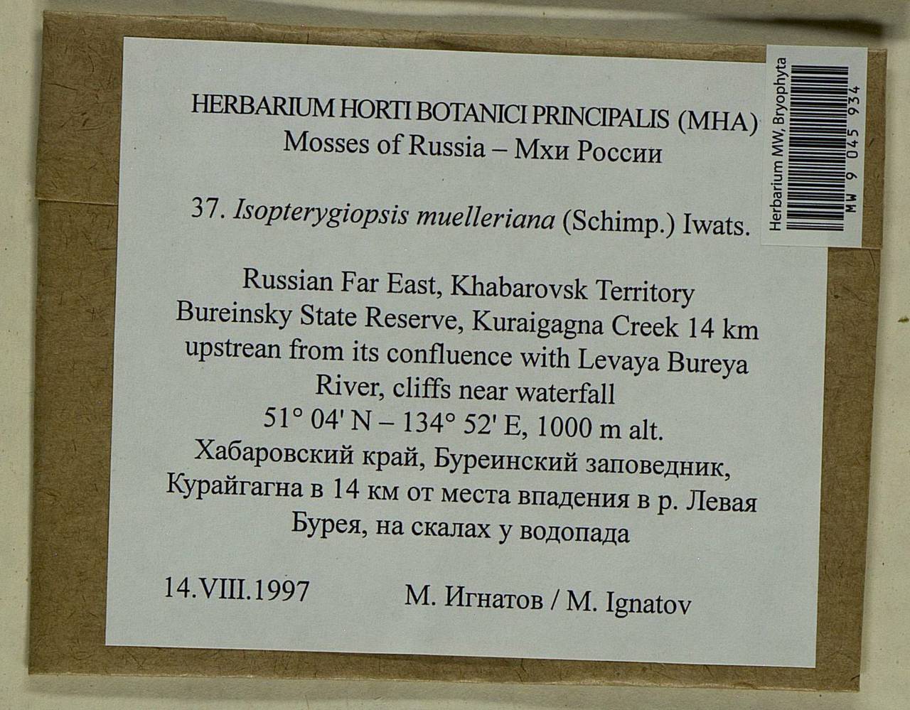 Isopterygiopsis catagonioides (Broth.) Ignatov & Ignatova, Bryophytes, Bryophytes - Russian Far East (excl. Chukotka & Kamchatka) (B20) (Russia)