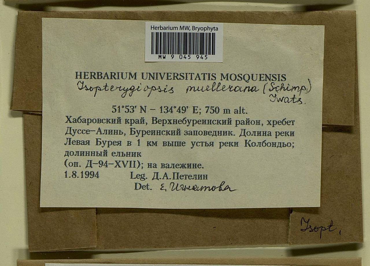 Isopterygiopsis catagonioides (Broth.) Ignatov & Ignatova, Bryophytes, Bryophytes - Russian Far East (excl. Chukotka & Kamchatka) (B20) (Russia)