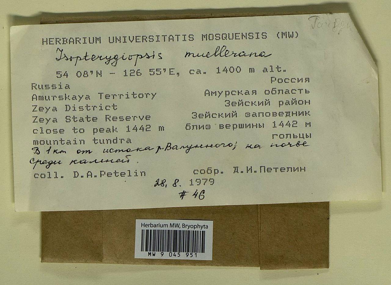 Isopterygiopsis catagonioides (Broth.) Ignatov & Ignatova, Bryophytes, Bryophytes - Russian Far East (excl. Chukotka & Kamchatka) (B20) (Russia)