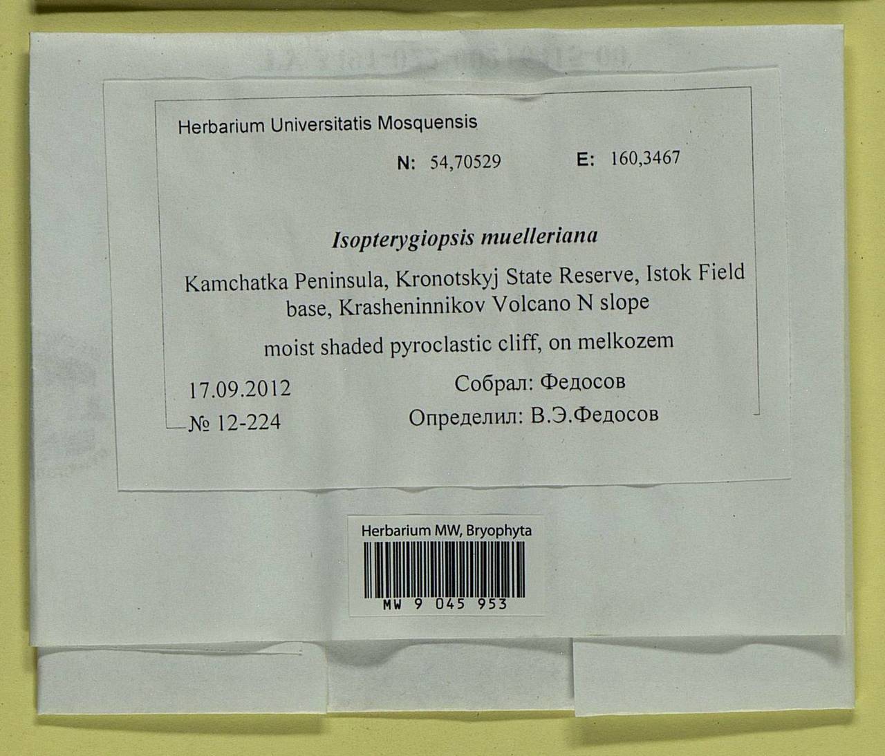 Isopterygiopsis catagonioides (Broth.) Ignatov & Ignatova, Bryophytes, Bryophytes - Chukotka & Kamchatka (B21) (Russia)